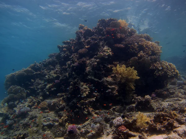 Viele Korallen — Stockfoto