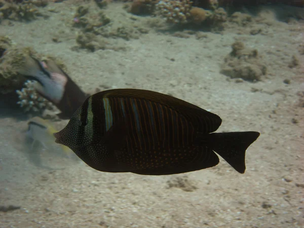 Poisson brun rayé — Photo