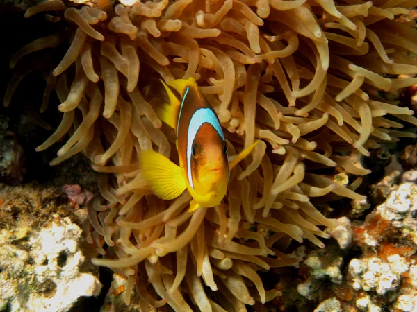 Anemone fisk ser ut i kameran — Stockfoto