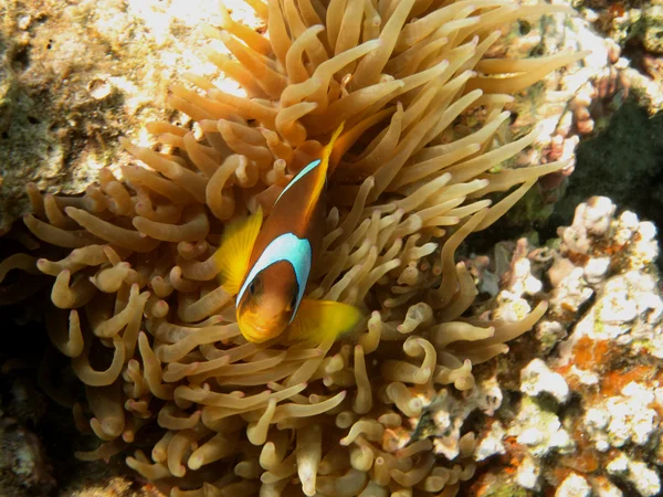 Peixe anêmona olhando — Fotografia de Stock