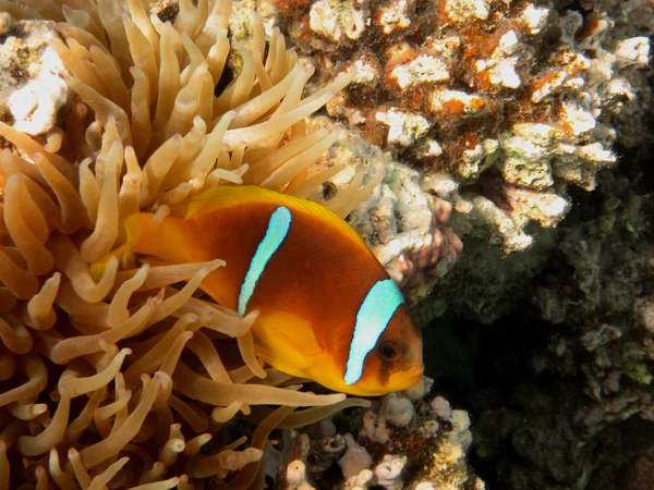 Peixe anêmona do lado — Fotografia de Stock