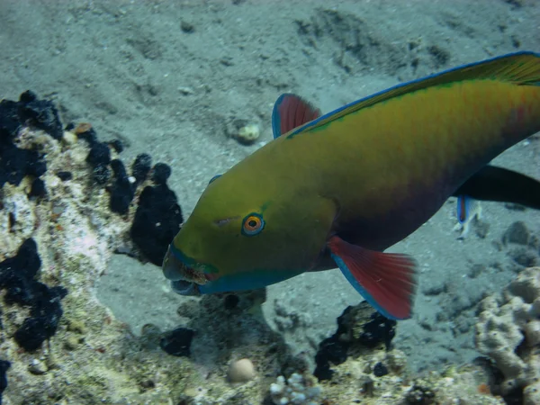Цветные рыбы — стоковое фото