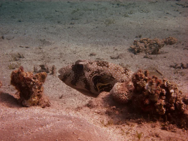 Pufferfish on the ground — Stock Photo, Image