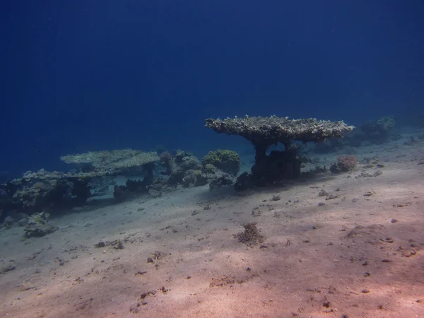 表珊瑚 — 图库照片