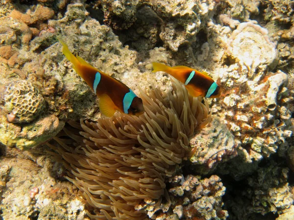 Zwei anemonenfische von oben — Zdjęcie stockowe