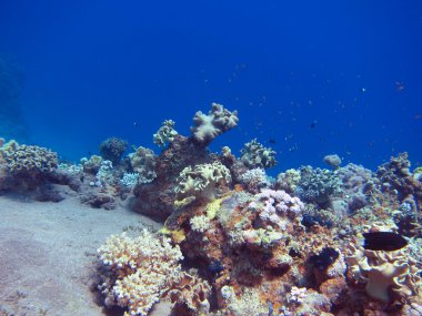 büyük renkli mercan