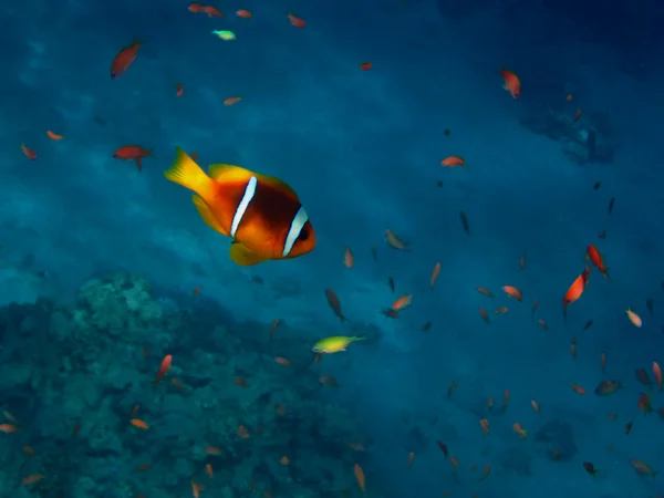 Pez anémona muchos peces — Foto de Stock