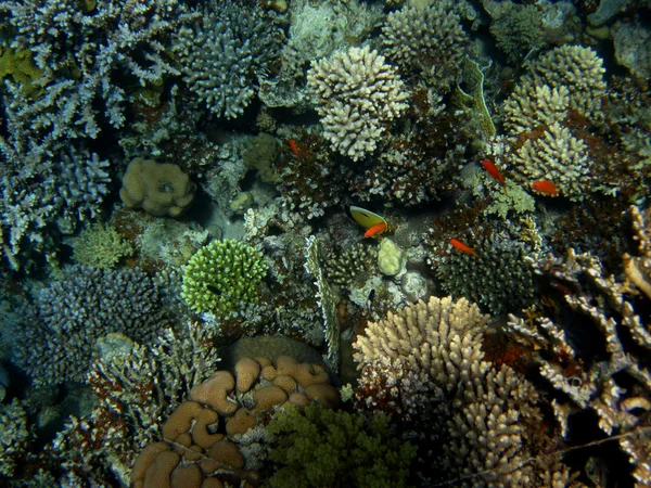 Korallen-Unterwasserwelt — Stockfoto