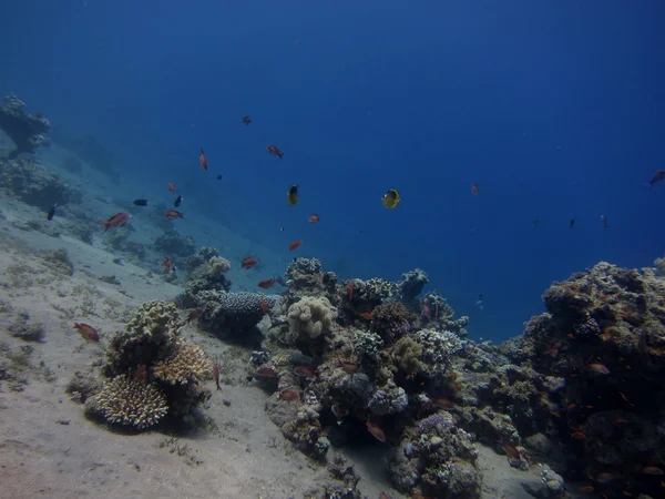 Ryby a korály na zem — Stock fotografie