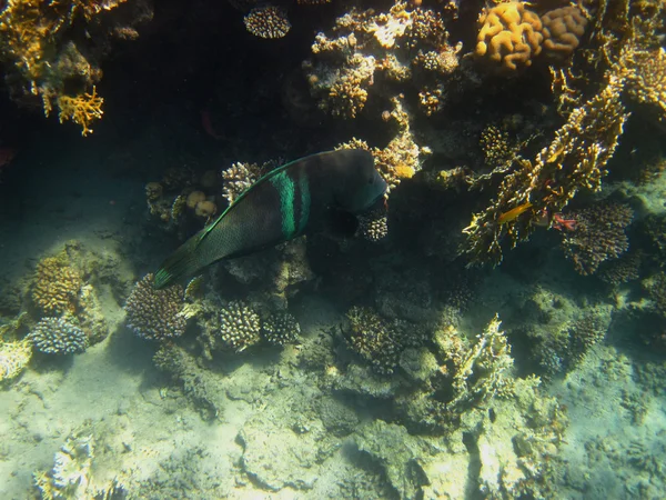 Pesce grosso verde — Foto Stock
