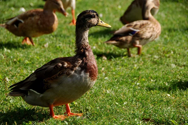 Veel eenden — Stockfoto