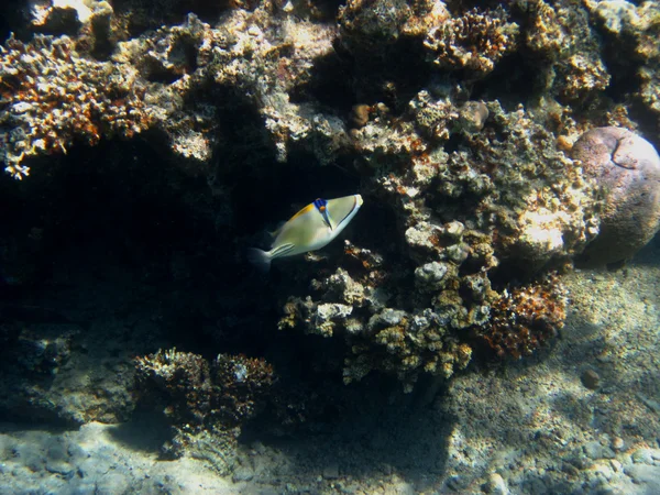 ピカソの魚 — ストック写真
