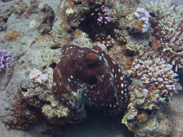 Rif octopus — Stockfoto