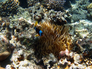 küçük anemone balıklar
