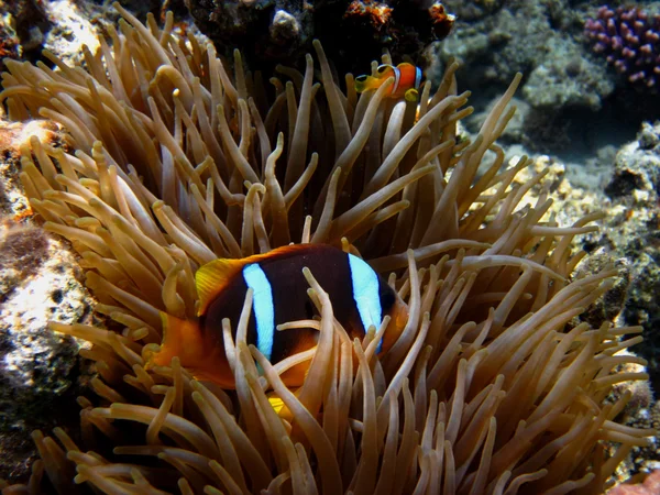 Anemone fish hiding — Stock Photo, Image