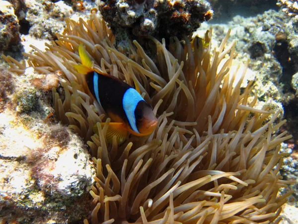 Anemone vis zijaanzicht — Stockfoto