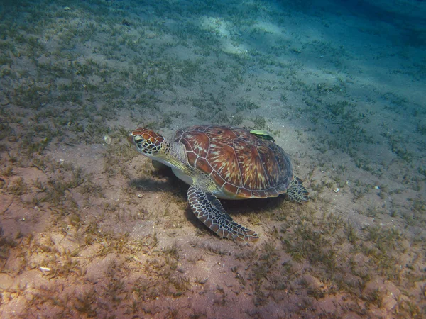 Sea turtle on the ground — Stock Photo, Image