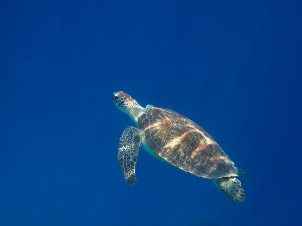Havssköldpadda simmar — Stockfoto