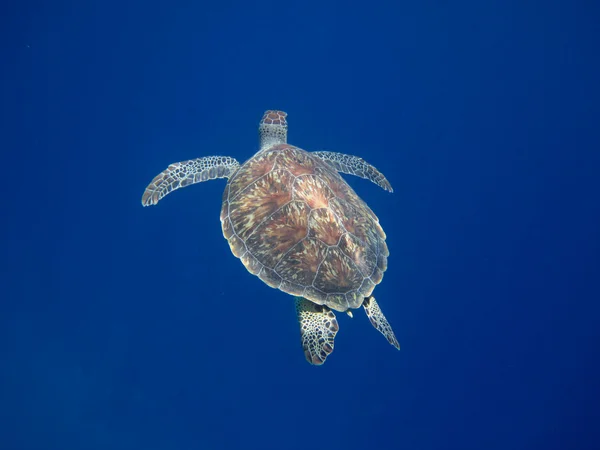 Tartaruga marinha para o topo — Fotografia de Stock