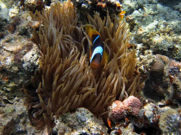 Peixe anêmona única — Fotografia de Stock