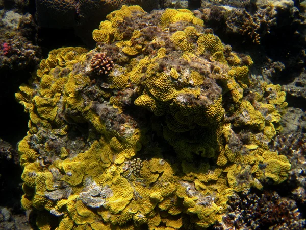 Barriera corallina gialla — Foto Stock