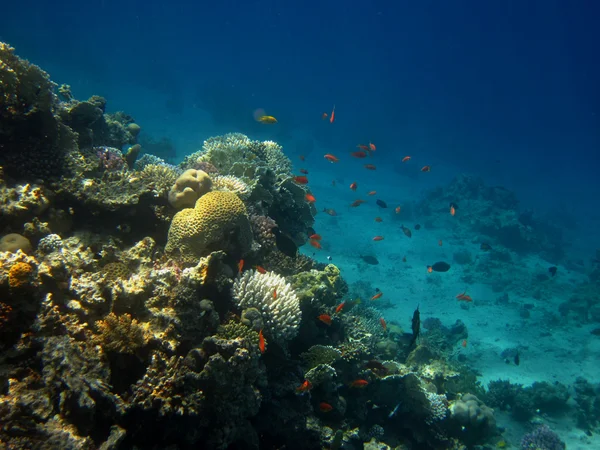 Korálové útesy v moři Stock Obrázky