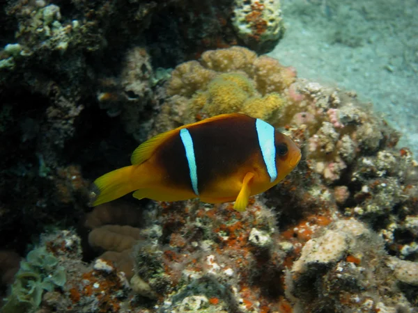 Anemone fish side view — Stock Photo, Image