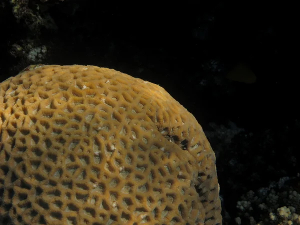 Coral gigante — Fotografia de Stock