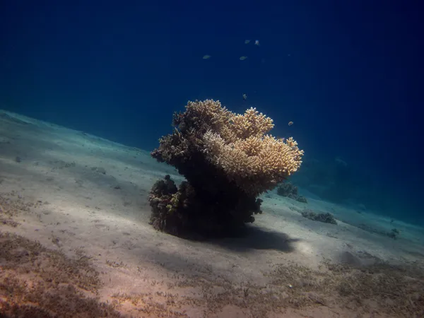 Coral único — Fotografia de Stock