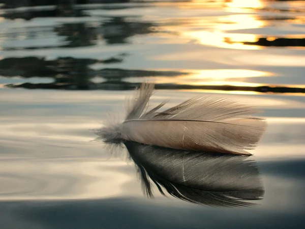 Птичье перо на воде — стоковое фото