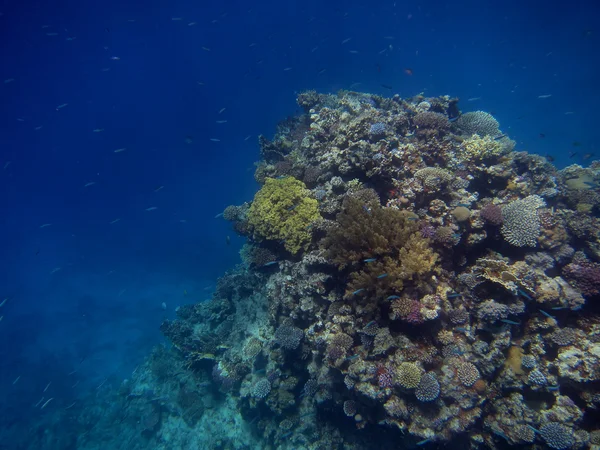 Colorful reef — Stock Photo, Image