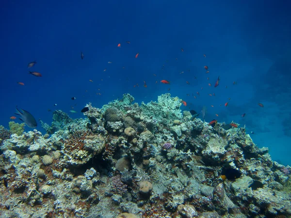 Colline de corail — Photo