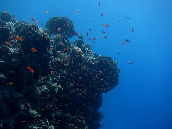 Vele vissen in koraal — Stockfoto
