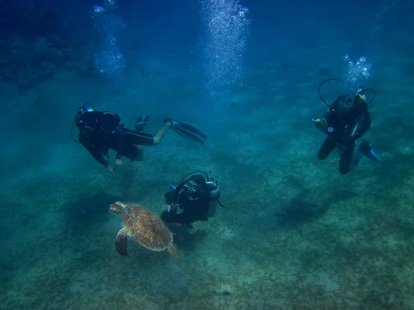 Mergulhador de tartaruga marinha — Fotografia de Stock