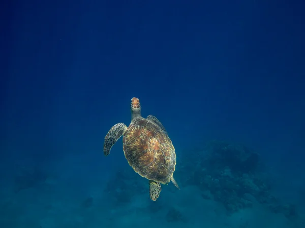 Tortuga marina en la superficie — Foto de Stock