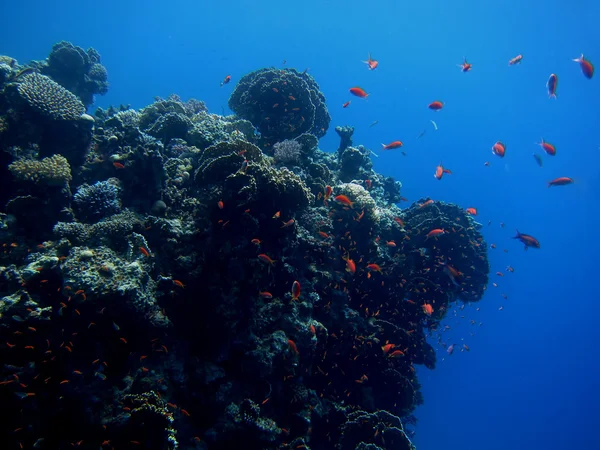 Lumea subacvatică — Fotografie, imagine de stoc