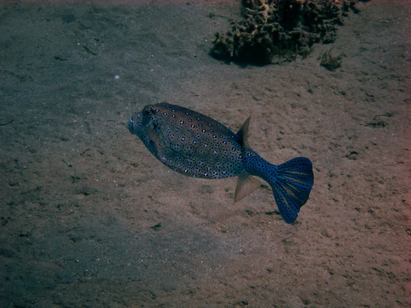 Modré boxfish — Stock fotografie