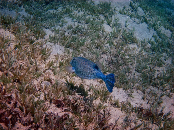 Blå boxfish simmar — Stockfoto