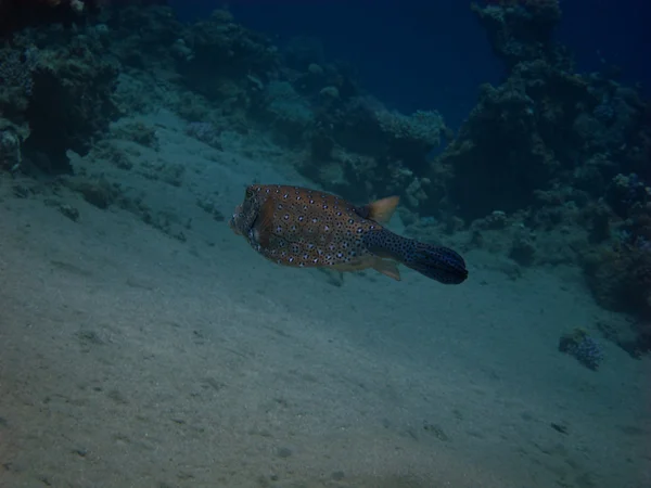 Boxfish bakifrån — Stockfoto