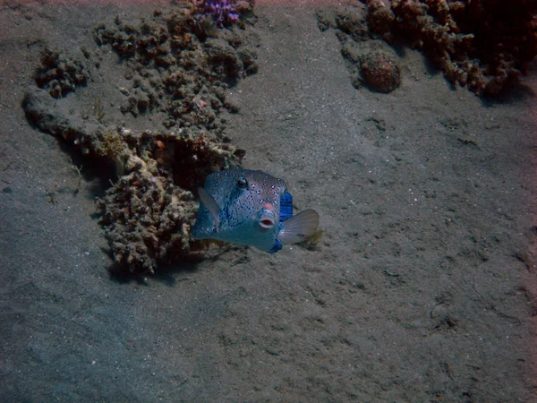 카메라 보고 boxfish — 스톡 사진