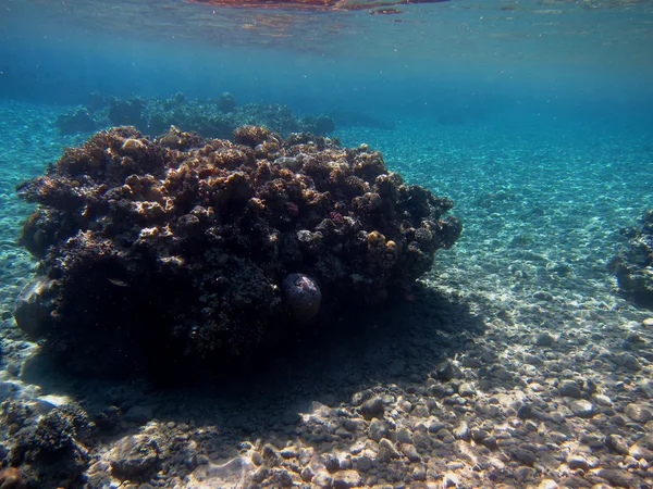 Recife de coral com reflexão — Fotografia de Stock