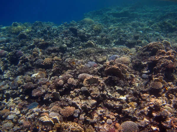 Niedrige Korallen — Stockfoto