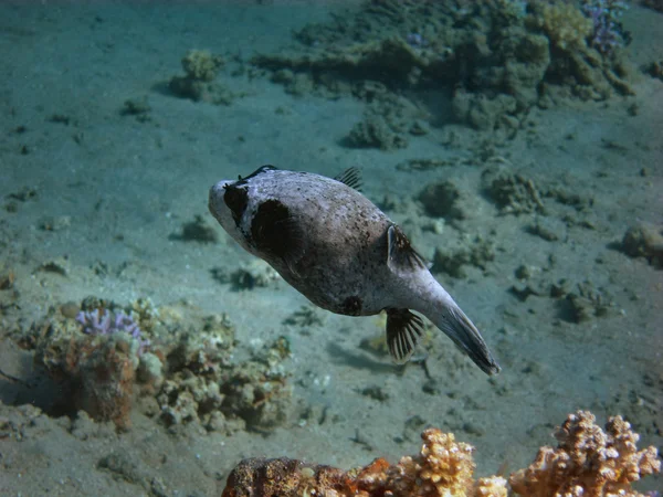 Mask pufferfish swims — Stock Photo, Image