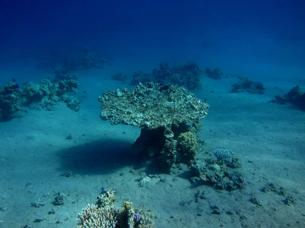 中深海珊瑚的表 — 图库照片