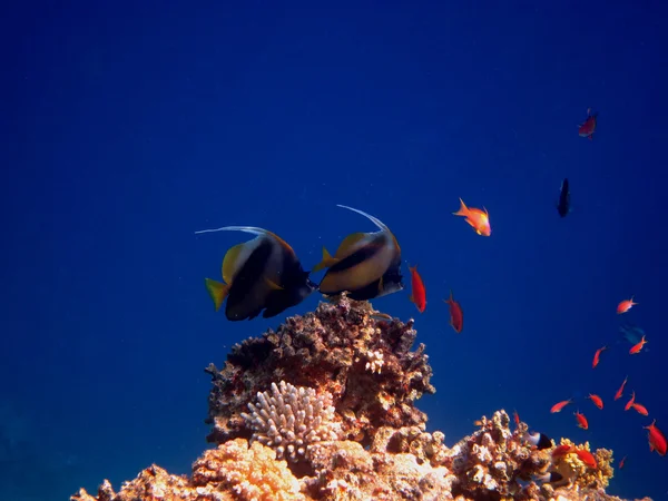 Dois peixes pendentes água azul — Fotografia de Stock