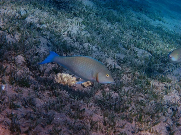 Peixe papagaio nariz longo — Fotografia de Stock