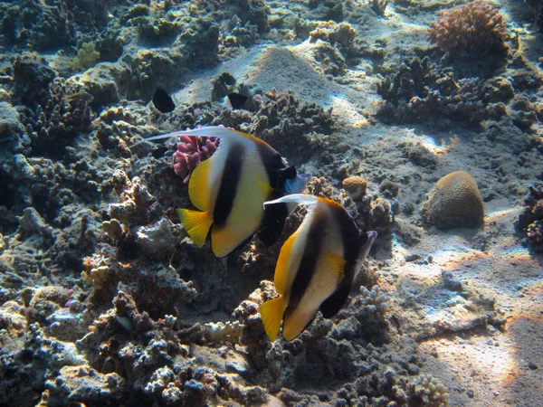 Moorish idol — Stock Photo, Image