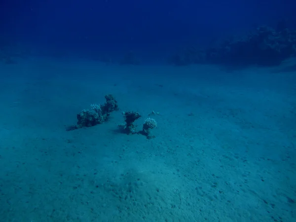 海の底 — ストック写真