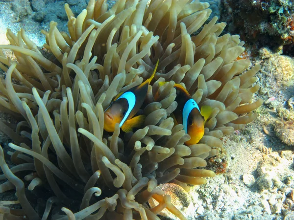 Två anemone fisk Stäng vy — Stockfoto
