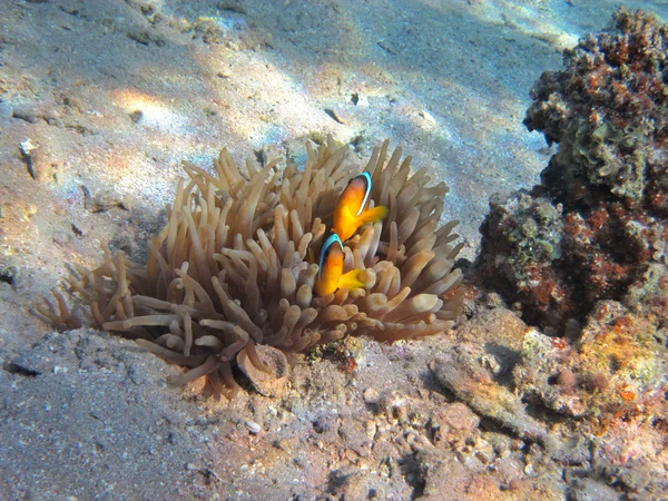 Zwei Anemonenfische versteckt — Stockfoto